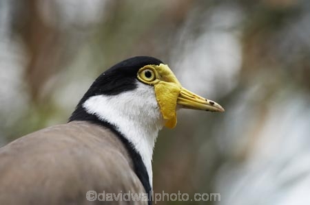 Animal;animals;Australasia;Australia;avian;Beak;bird;bird-watching;bird_watching;birds;eco-tourism;eco_tourism;ecotourism;Fauna;Feather;flight;fly;flying;lapwing;lapwings;Masked-Lapwing;N.S.W.;Natural;Nature;New-South-Wales;NSW;Ornithology;plover;plovers;Spur_winged-Plover;Sydney;Taronga-Zoo;Vanellus-miles;wild;Wildlife;Wing