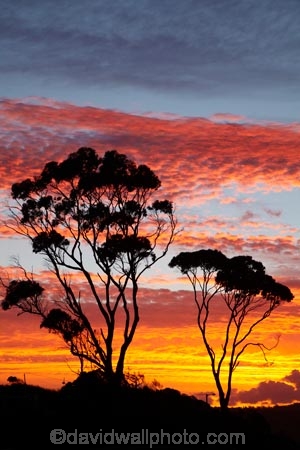 Australasian;Australia;Australian;Bay-of-Fires;Binalong-Bay;cloud;clouds;coast;coastal;coastline;coastlines;coasts;dusk;East-Tasmania;Eastern-Tasmania;eucalypt;eucalypts;eucalyptus;eucalytis;evening;foreshore;gum;gum-tree;gum-trees;gums;Island-of-Tasmania;nightfall;ocean;orange;sea;shore;shoreline;shorelines;shores;sky;slies;State-of-Tasmania;sunset;sunsets;Tas;Tasmania;tree;trees;twilight;water