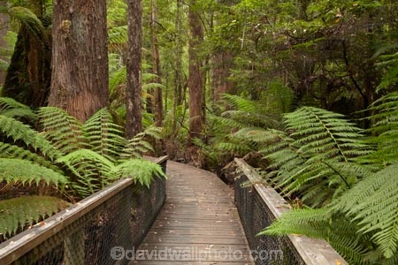 Australasian;Australia;Australian;beautiful;beauty;bush;endemic;fern;ferns;forest;forests;frond;fronds;green;Hastings-Caves-State-Reserve;Island-of-Tasmania;lush;native;native-bush;natural;nature;scene;scenic;State-of-Tasmania;Tas;Tasmania;tree;trees;wood;woods