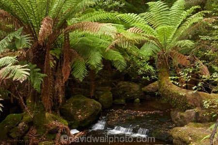 Australasian;Australia;Australian;brook;brooks;cascade;cascades;creek;creeks;Derwent-Valley;falls;fern;ferns;flora;flow;forest;forestry;forests;frond;fronds;green;Island-of-Tasmania;lush;Mount-Field-N.P.;Mount-Field-National-Park;Mount-Field-NP;Mt-Field-N.P.;Mt-Field-National-Park;Mt-Field-NP;native-bush;natural;nature;outdoor;outdoors;Russell-Falls;scene;scenic;State-of-Tasmania;stream;streams;Tas;Tasmania;undergrowth;water;water-fall;water-falls;watercourse;waterfall;waterfalls;wet