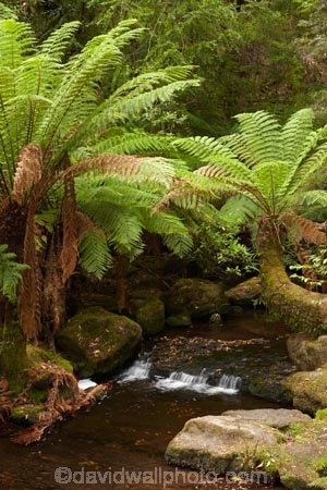 Australasian;Australia;Australian;brook;brooks;cascade;cascades;creek;creeks;Derwent-Valley;falls;fern;ferns;flora;flow;forest;forestry;forests;frond;fronds;green;Island-of-Tasmania;lush;Mount-Field-N.P.;Mount-Field-National-Park;Mount-Field-NP;Mt-Field-N.P.;Mt-Field-National-Park;Mt-Field-NP;native-bush;natural;nature;outdoor;outdoors;scene;scenic;State-of-Tasmania;stream;streams;Tas;Tasmania;undergrowth;water;water-fall;water-falls;watercourse;waterfall;waterfalls;wet