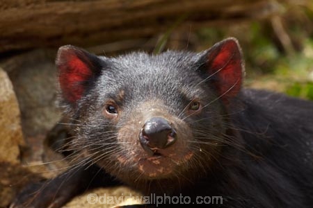 animal;animals;Australasian;Australia;Australian;carnivorous;carnivorous-marsupial;carnivorous-marsupials;Dasyuridae;Island-of-Tasmania;mammal;mammals;marsupial;marsupials;Sarcophilus;Sarcophilus-harrisii;Southern-Tasmania;State-of-Tasmania;Tas;Tasman-Peninsula;Tasmania;Tasmanian-Devil;Tasmanian-Devil-Conservation-Park;Tasmanian-Devils;Tassy-Devil;wildlife