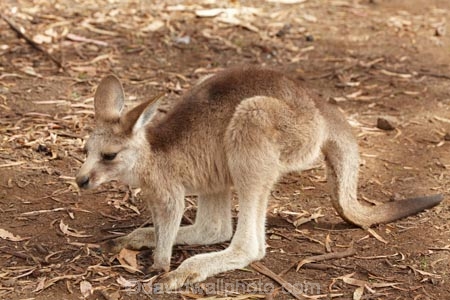 animal;animals;Australasian;Australia;Australian;Eastern-Grey-Kangaroo;Eastern-Grey-Kangaroos;Forester-Kangaroo;Forester-Kangaroos;gray-kangaroo;gray-kangaroos;Great-Grey-Kangaroo;Grey-Kangaroo;Grey-Kangaroos;head;heads;Island-of-Tasmania;kangaroo;kangaroos;Macropodidae;Macropus-giganteus;Macropus-giganteus-tasmaniensis;mammal;mammals;Marsupial;Marsupials;marsupium;Nature;portrait;portraits;pouch;skippy;Southern-Tasmania;State-of-Tasmania;Tas;Tasman-Peninsula;Tasmania;Tasmanian-Devil-Conservation-Park;Wild;Wildlife;Zoology