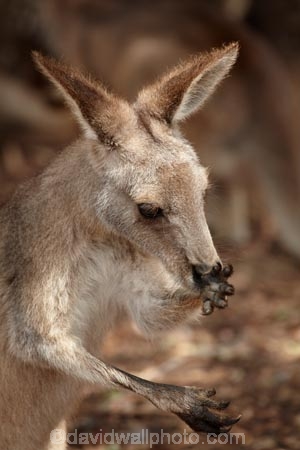 animal;animals;Australasian;Australia;Australian;Eastern-Grey-Kangaroo;Eastern-Grey-Kangaroos;Forester-Kangaroo;Forester-Kangaroos;gray-kangaroo;gray-kangaroos;Great-Grey-Kangaroo;Grey-Kangaroo;Grey-Kangaroos;head;heads;Island-of-Tasmania;kangaroo;kangaroos;Macropodidae;Macropus-giganteus;Macropus-giganteus-tasmaniensis;mammal;mammals;Marsupial;Marsupials;marsupium;Nature;portrait;portraits;pouch;skippy;Southern-Tasmania;State-of-Tasmania;Tas;Tasman-Peninsula;Tasmania;Tasmanian-Devil-Conservation-Park;Wild;Wildlife;Zoology