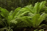 Australasian;Australia;Australian;Derwent-Valley;fern;ferns;frond;fronds;Island-of-Tasmania;Mount-Field-N.P.;Mount-Field-National-Park;Mount-Field-NP;Mt-Field-N.P.;Mt-Field-National-Park;Mt-Field-NP;State-of-Tasmania;Tas;Tasmania