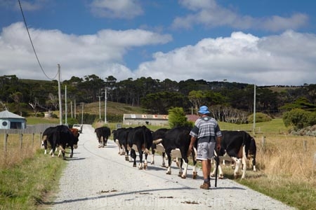 agricultural;agriculture;animal;animals;Australasian;Australia;Australian;calves;cattle;country;countryside;cow;cows;dairy;dairy-cow;dairy-cows;dairy-farm;dairy-farms;farm;farming;farmland;farms;field;fields;fur;grass;grassy;Herbivore;Herbivores;Herbivorous;horticulture;Island-of-Tasmania;Livestock;mammal;mammals;meadow;meadows;North-West-Tasmania;North-Western-Tasmania;Northern-Tasmania;paddock;paddocks;pasture;pastures;rural;State-of-Tasmania;stock;Tas;Tasmania;The-North