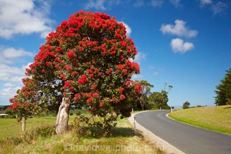 Australasian;Australia;Australian;bloodwood-tree;bloodwood-trees;Corymbia-ficifolia;gum-tree;gum-trees;gumnut-tree;gumnut-trees;Island-of-Tasmania;Marrawah;North-West-Tasmania;North-Western-Tasmania;Northern-Tasmania;red-flower;Red-Flowering-Gum-Tree;Red-Flowering-Gum-Trees;red-flowers;Red_flowering-Gum-Tree;State-of-Tasmania;Tas;Tasmania;The-North;tree;trees