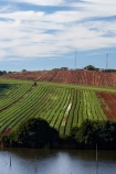 agricultural;agriculture;Australasian;Australia;Australian;country;countryside;crop;crops;farm;farming;farmland;farms;field;fields;horticulture;irrigation-dam;irrigation-dams;irrigation-pond;irrigation-ponds;irrigation-reservoir;irrigation-reservoirs;Island-of-Tasmania;meadow;meadows;North-West-Tasmania;North-Western-Tasmania;Northern-Tasmania;paddock;paddocks;pasture;pastures;rural;State-of-Tasmania;Table-Cape;Tas;Tasmania;The-North;Tulip-Farm;tulips;Wynyard