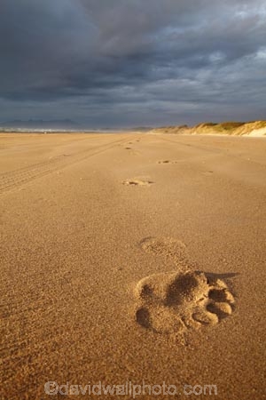 Australasian;Australia;Australian;beach;beaches;black-cloud;black-clouds;black-sky;cloud;cloudy;coast;coastal;coastline;dark-cloud;dark-clouds;dark-sky;foot-print;foot-prints;footmark;footprint;footprints;gray-cloud;gray-clouds;gray-sky;grey-cloud;grey-clouds;grey-sky;Island-of-Tasmania;Ocean-Beach;rain-cloud;rain-clouds;sand;sandy;State-of-Tasmania;storm;storm-clouds;storms;stormy;Strahan;Tas;Tasmania;The-West;track;tracks;West-Tasmania;Western-Tasmania