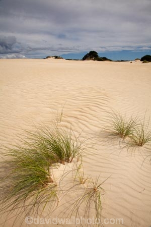 Australasia;Australasian;Australia;Australian;dune;dunes;Henty-Dunes;Henty-Sand-Dunes;Island-of-Tasmania;ripple;ripples;sand;sand-dune;sand-dunes;sand-hill;sand-hills;sand-ripple;sand-ripples;sand_dune;sand_dunes;sand_hill;sand_hills;sanddune;sanddunes;sandhill;sandhills;sandy;State-of-Tasmania;Strahan;Tas;Tasmania;The-West;West-Tasmania;Western-Tasmania;wind-ripple;wind-ripples