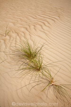 Australasia;Australasian;Australia;Australian;dune;dunes;Henty-Dunes;Henty-Sand-Dunes;Island-of-Tasmania;ripple;ripples;sand;sand-dune;sand-dunes;sand-hill;sand-hills;sand-ripple;sand-ripples;sand_dune;sand_dunes;sand_hill;sand_hills;sanddune;sanddunes;sandhill;sandhills;sandy;State-of-Tasmania;Strahan;Tas;Tasmania;The-West;West-Tasmania;Western-Tasmania;wind-ripple;wind-ripples