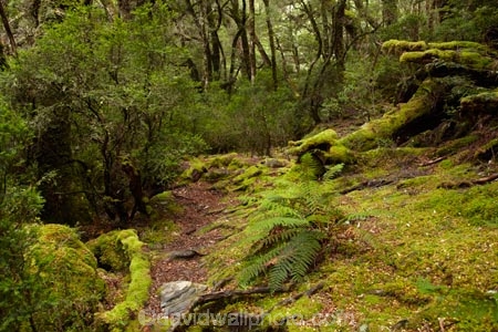 Australasian;Australia;Australian;beautiful;beauty;bush;Cradle-Mountain-_-Lake-St-Clair-National-Park;Cradle-Mt-_-Lake-St-Clair-National-Park;Enchanted-Walk;endemic;forest;forests;green;hiking-track;hiking-tracks;Island-of-Tasmania;lush;moss;mossy;native;native-bush;natural;nature;Pencil-Pine-Track;scene;scenic;State-of-Tasmania;Tas;Tasmania;The-Enchanted-Walk;The-West;tramping-tack;tramping-tracks;tree;trees;verdant;walking-track;walking-tracks;West-Tasmania;Western-Tasmania;wood;woods