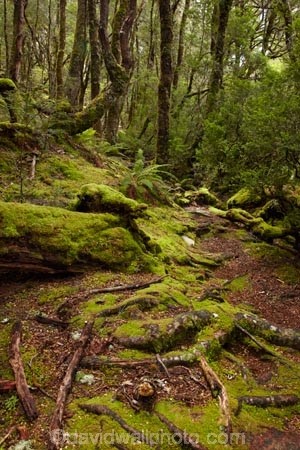 Australasian;Australia;Australian;beautiful;beauty;bush;Cradle-Mountain-_-Lake-St-Clair-National-Park;Cradle-Mt-_-Lake-St-Clair-National-Park;Enchanted-Walk;endemic;forest;forests;green;hiking-track;hiking-tracks;Island-of-Tasmania;lush;moss;mossy;native;native-bush;natural;nature;Pencil-Pine-Track;scene;scenic;State-of-Tasmania;Tas;Tasmania;The-Enchanted-Walk;The-West;tramping-tack;tramping-tracks;tree;trees;verdant;walking-track;walking-tracks;West-Tasmania;Western-Tasmania;wood;woods