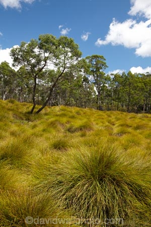 Australasian;Australia;Australian;Buttongrass;Cradle-Mountain-_-Lake-St-Clair-National-Park;Cradle-Mt-_-Lake-St-Clair-National-Park;Gymnoschoenus-sphaerocephalus;Island-of-Tasmania;State-of-Tasmania;Tas;Tasmania;The-Enchanted-Walk;The-West;West-Tasmania;Western-Tasmania