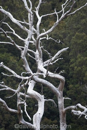 Australasian;Australia;Australian;Cradle-Mountain-_-Lake-St-Clair-National-Park;Cradle-Mt-_-Lake-St-Clair-National-Park;dead-tree;dead-trees;Island-of-Tasmania;State-of-Tasmania;Tas;Tasmania;The-West;trunk;trunks;West-Tasmania;Western-Tasmania;white