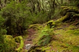 Australasian;Australia;Australian;beautiful;beauty;bush;Cradle-Mountain-_-Lake-St-Clair-National-Park;Cradle-Mt-_-Lake-St-Clair-National-Park;Enchanted-Walk;endemic;forest;forests;green;hiking-track;hiking-tracks;Island-of-Tasmania;lush;moss;mossy;native;native-bush;natural;nature;Pencil-Pine-Track;scene;scenic;State-of-Tasmania;Tas;Tasmania;The-Enchanted-Walk;The-West;tramping-tack;tramping-tracks;tree;trees;verdant;walking-track;walking-tracks;West-Tasmania;Western-Tasmania;wood;woods