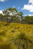 Australasian;Australia;Australian;Buttongrass;Cradle-Mountain-_-Lake-St-Clair-National-Park;Cradle-Mt-_-Lake-St-Clair-National-Park;Gymnoschoenus-sphaerocephalus;Island-of-Tasmania;State-of-Tasmania;Tas;Tasmania;The-Enchanted-Walk;The-West;West-Tasmania;Western-Tasmania