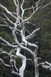 Australasian;Australia;Australian;Cradle-Mountain-_-Lake-St-Clair-National-Park;Cradle-Mt-_-Lake-St-Clair-National-Park;dead-tree;dead-trees;Island-of-Tasmania;State-of-Tasmania;Tas;Tasmania;The-West;trunk;trunks;West-Tasmania;Western-Tasmania;white