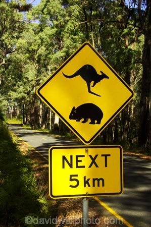 australasia;australia;australian;bend;bends;centre-line;centre-lines;centre_line;centre_lines;centreline;centrelines;corner;corners;driving;highway;highways;kangaroo;Kangaroo-Warning-Sign;kangaroos;Lasiorhinus-latrifrons;mount-buffalo-n.p.;mount-buffalo-national-park;mount-buffalo-np;mt-buffalo-n.p.;mt-buffalo-national-park;mt-buffalo-np;mt.-buffalo-n.p.;mt.-buffalo-national-park;mt.-buffalo-np;natural;nature;next-5-km;next-five-kilometres;open-road;open-roads;Road;road-sign;road-signs;road-trip;road_sign;road_signs;roads;roadsign;roadsigns;sign;signs;straight;symbol;symbols;tranportation;transport;transportation;travel;traveling;travelling;trip;victoria;warn;warning;wildlife;wombat;wombats;yellow-black
