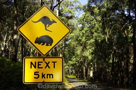 australasia;australia;australian;kangaroo;Kangaroo-Warning-Sign;kangaroos;Lasiorhinus-latrifrons;mount-buffalo-n.p.;mount-buffalo-national-park;mount-buffalo-np;mt-buffalo-n.p.;mt-buffalo-national-park;mt-buffalo-np;mt.-buffalo-n.p.;mt.-buffalo-national-park;mt.-buffalo-np;natural;nature;next-5-km;next-five-kilometres;Road;road-sign;road-signs;road_sign;road_signs;roads;roadsign;roadsigns;sign;signs;symbol;symbols;tranportation;transport;travel;victoria;warn;warning;wildlife;wombat;wombats;yellow-black