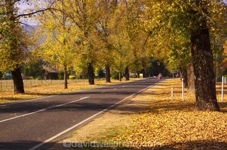 australasia;Australia;australian;autumn;autumn-colour;autumn-colours;autumnal;autumninal;avenue;avenues;bike;biker;bikers;bikes;boulevard;boulevards;Bright;centre-line;centre-lines;centre_line;centre_lines;centreline;centrelines;color;colors;colour;colours;deciduous;driving;fall;fall-color;fall-colors;foliage;highway;highways;leaf;leaves;motorbike;motorbiker;motorbikers;motorbikes;motorcycle;motorcycles;motorcyclist;motorcyclists;open-road;open-roads;road;road-trip;roads;straight;transport;transportation;travel;traveling;travelling;tree;trees;trip;Victoria