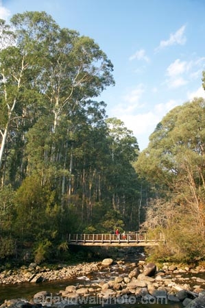 Australia;Bogong;Bogong-Village;bridge;bridges;brook;brooks;child;children;creek;creeks;East-Victoria;Eastern-Victoria;eucalypt;eucalypts;eucalyptus;eucalytis;flow;foot-bridge;foot-bridges;footbridge;footbridges;gum;gum-tree;gum-trees;gums;hike;hiker;hikers;hiking;hiking-track;hiking-tracks;kid;kids;mother;Mount-Beauty;Mt-Beauty;Mt.-Beauty;parent;pedestrian-bridge;pedestrian-bridges;people;person;Rocky-Valley-Creek;stream;streams;track;tracks;tramp;tramper;trampers;tramping;tramping-tack;tramping-tracks;tree;trees;trek;treker;trekers;treking;trekker;trekkers;trekking;VIC;Victoria;Victorian-Alps;walk;walker;walkers;walking;walking-track;walking-tracks;water;wet;woman