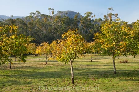 Australia;autuminal;autumn;autumn-colour;autumn-colours;autumnal;color;colors;colour;colours;country;countryside;crop;crops;deciduous;East-Victoria;Eastern-Victoria;fall;farm;farming;farmland;farms;field;horticulture;leaf;leaves;nut;nut-tree;nut-trees;nuts;orchard;orchards;row;rows;rural;season;seasonal;seasons;tree;trees;VIC;Victoria;walnut;Walnut-Orchard;walnut-tree;walnut-trees;walnuts;yellow