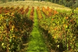 agriculture;australasian;Australia;australian;autuminal;autumn;autumnal;bright;country;countryside;crop;crops;cultivation;fall;farm;farming;farmland;farms;field;fields;gapstead;gapstead-vineyard;gapstead-winery;grape;grapes;grapevine;gricultural;horticulture;myrtleford;porepunkah;row;rows;rural;Victoria;vine;vines;vineyard;vineyards;vintage;wine;wineries;winery;wines