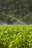 agricultural;agriculture;australasia;australia;australian;baccy;Bright;country;countryside;crop;crops;cultivation;farm;farming;farmland;farms;field;fields;horticulture;irrigate;irrigation;meadow;meadows;nicotiana;paddock;paddocks;pasture;pastures;rural;spray;sprinkler;sprinklers;tobacco;Victoria;water;watering