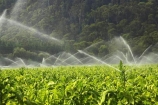 agricultural;agriculture;australasia;australia;australian;baccy;Bright;country;countryside;crop;crops;cultivation;farm;farming;farmland;farms;field;fields;horticulture;irrigate;irrigation;meadow;meadows;nicotiana;paddock;paddocks;pasture;pastures;rural;spray;sprinkler;sprinklers;tobacco;Victoria;water;watering