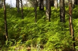australasia;australia;australian;beautiful;beauty;bush;endemic;eucalypt;eucalypts;eucalyptus;eucalytis;fern;ferns;forest;forests;green;gum;gum-tree;gum-trees;gums;lush;mount-buffalo-n.p.;mount-buffalo-national-park;mount-buffalo-np;mt-buffalo-n.p.;mt-buffalo-national-park;mt-buffalo-np;mt.-buffalo-n.p.;mt.-buffalo-national-park;mt.-buffalo-np;native;native-bush;natives;natural;nature;scene;scenic;timber;tree;tree-trunk;tree-trunks;trees;trunk;trunks;verdant;victoria;wood;woods