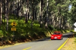 australasia;australia;australian;automobile;automobiles;beautiful;beauty;bend;bends;bush;car;cars;centre-line;centre-lines;centre_line;centre_lines;centreline;centrelines;corner;corners;driving;endemic;eucalypt;eucalypts;eucalyptus;eucalytis;forest;forests;green;gum;gum-tree;gum-trees;gums;highway;highways;mount-buffalo-n.p.;mount-buffalo-national-park;mount-buffalo-np;mt-buffalo-n.p.;mt-buffalo-national-park;mt-buffalo-np;mt.-buffalo-n.p.;mt.-buffalo-national-park;mt.-buffalo-np;native;native-bush;natives;natural;nature;open-road;open-roads;road;road-trip;roads;scene;scenic;straight;timber;tranportation;transport;transportation;travel;traveling;travelling;tree;tree-trunk;tree-trunks;trees;trip;trips;trunk;trunks;vehicle;vehicles;victoria;wood;woods