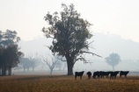 agricultural;agriculture;air-pollution;air-polutants;air-quality;airshed;airsheds;animal;animals;atmosphere;Australia;bad-air-quality;burnoff;burnoffs;bush-fire;bush-fires;bush_fire;bush_fires;bushfire;bushfires;calves;carbon-footprint;cattle;Corryong;country;countryside;cow;cows;Eastern-Victoria;emissions;emit;emsision;environment;eucalypt;eucalypts;eucalyptus;eucalytis;farm;farming;farmland;farms;field;global-warming;greenhouse-gas;greenhouse-gases;gum;gum-tree;gum-trees;gums;haze;hazey;hazy;Herbivore;Herbivores;Herbivorous;high-pollution-day;high-pollution-days;hill;hills;Livestock;mammal;mammals;meadow;meadows;paddock;paddocks;pasture;pastures;pollute;polluting;pollution;poor-air-quality;rural;smog;smoggy;smoke;smokey;smoky;stock;tree;trees;VIC;Victoria