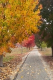 australasia;Australia;australian;autuminal;autumn;autumn-colour;autumn-colours;autumnal;autumninal;avenue;avenues;boulevard;boulevards;Bright;claret-ash;color;colors;colour;colours;cycle-trail;cycle-trails;cycleway;cycleways;deciduous;East-Victoria;eastern-Victoria;fall;fall-color;fall-colors;foliage;golden;leaf;leaves;liquid-amber;Murray-to-the-Mountains-Rail-Trail;rail-trail;rail-trails;season;seasonal;seasons;tourism;travel;tree;trees;VIC;Victoria;yellow