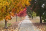 australasia;Australia;australian;autuminal;autumn;autumn-colour;autumn-colours;autumnal;autumninal;avenue;avenues;boulevard;boulevards;Bright;claret-ash;color;colors;colour;colours;cycle-trail;cycle-trails;cycleway;cycleways;deciduous;East-Victoria;eastern-Victoria;fall;fall-color;fall-colors;foliage;golden;leaf;leaves;liquid-amber;Murray-to-the-Mountains-Rail-Trail;rail-trail;rail-trails;season;seasonal;seasons;tourism;travel;tree;trees;VIC;Victoria;yellow
