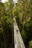 aerial-walkway;aerials-walkways;australasia;Australia;australian;bridge;bridges;bush;canopy;canopy-walk;eco-tourism;eco-tourist;eco-tourists;ecotourism;ecotourist;ecotourists;engineering;eucalyptis;eucalypts;forest;forest-canopy;forests;galvanised;galvanized;great-ocean-road;gum;gums;high;high-up;lush;luxuriant;metal;native-bush;native-forest;native-forests;natural;nature;Otway-Fly;otway-range;Otway-Ranges;people;person;plant;plants;rain-forest;rain-forests;rain_forests;rainforest;rainforest-canopy;rainforest-walk;rainforests;steel;structure;structures;tourism;tourist;tourists;travel;tree;Tree-Top-Walk;tree-trunk;tree-trunks;trees;vegetation;verdant;vertigo;Victoria;walkway;walkways
