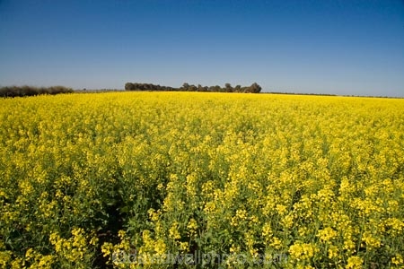 agricultural;agriculture;Australasian;Australia;Australian;Bendigo;blue;canola;color;colors;colour;colours;country;countryside;crop;crops;farm;farming;farmland;farms;field;fields;horticulture;paddock;paddocks;Rapeseed-Field;rural;Vic;Victoria;yellow