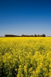 agricultural;agriculture;Australasian;Australia;Australian;Bendigo;blue;canola;color;colors;colour;colours;country;countryside;crop;crops;farm;farming;farmland;farms;field;fields;horticulture;paddock;paddocks;Rapeseed-Field;rural;Vic;Victoria;yellow