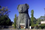 australasia;australia;australian;big-koala;big-koalas;dadswells-bridge;dadswells-bridge;enormous-koala;giant-koala;horsham;koala;koalas;stawell;tourism;victoria;western-highway