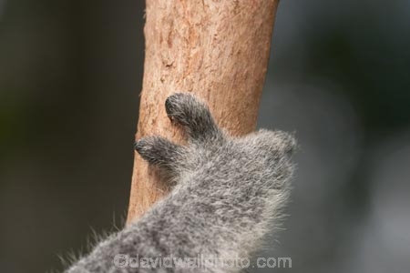 Animal;Animals;arm;arms;Australia;australian;claw;claws;climb;climbs;Close-up;Close_up;currumbin;currumbin-wildlife-sanctuary;eucalyptus;face;feet;finger;fingers;foot;fur;furry;gold-coast;gum-tree;hand;hands;Koala;Koalas;Mammal;Mammals;Marsupial;Marsupials;Nature;Oceania;paw;paws;Phascolarctos;Phascolarctos-cinereus;queensland;toe;toes;tree;trees;Wild;Wildlife;zoo;Zoology