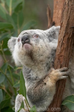 Animal;Animals;arm;arms;Australia;australian;claw;claws;climb;climbs;Close-up;Close_up;currumbin;currumbin-wildlife-sanctuary;eucalyptus;face;feet;finger;fingers;foot;fur;furry;gold-coast;gum-tree;hand;hands;Koala;Koalas;Mammal;Mammals;Marsupial;Marsupials;Nature;Oceania;paw;paws;Phascolarctos;Phascolarctos-cinereus;queensland;toe;toes;tree;trees;Wild;Wildlife;zoo;Zoology