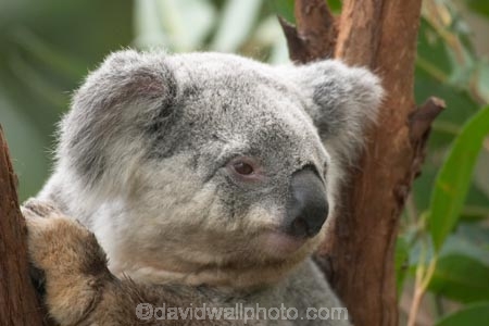 Animal;Animals;Australia;australian;climb;climbs;Close-up;Close_up;currumbin;currumbin-wildlife-sanctuary;eucalyptus;face;fur;furry;gold-coast;gum-tree;Koala;Koalas;Mammal;Mammals;Marsupial;Marsupials;Nature;Oceania;Phascolarctos;Phascolarctos-cinereus;queensland;tree;trees;Wild;Wildlife;zoo;Zoology