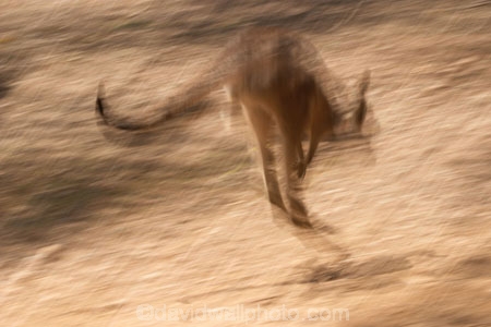 Animal;Animals;australasia;Australia;australian;austrlian;blur;blurred;blurry;eastern-gray-kangaroo;eastern-gray-kangaroos;gray-kangaroo;gray-kangaroos;Grey-Kangaroo;Grey-Kangaroos;jump;jumper;jumping;jumps;Kangaroo;Kangaroos;Macropus-giganteus;Mammal;Mammals;Marsupial;Marsupials;Nature;skippy;Wild;Wildlife;Zoology