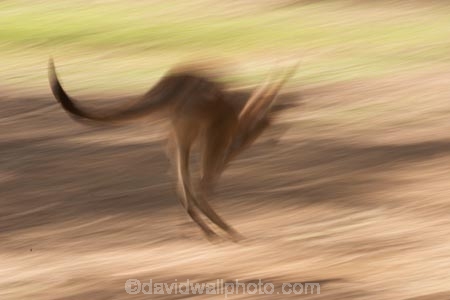http://www.davidwallphoto.com/gallery/Australia/Wildlife_Australia/AWlf031.jpg