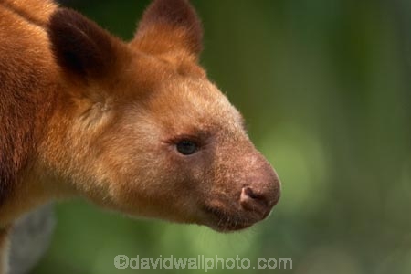 Animal;Animals;australasia;Australia;australian;austrlian;climb;climber;climbers;climbs;Dendrolagus;head;heads;Kangaroo;Kangaroos;Macropodidae;Mammal;Mammals;Marsupial;Marsupials;Nature;portrait;portraits;skippy;tree-kangaroo;tree-kangaroos;Wild;Wildlife;Zoology