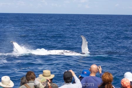 Animal;Animals;australia;australian;blow-hole;blow-holes;blow_hole;blow_holes;blowhole;blowholes;boat;boats;Cetacean;Cetaceans;Coast;fin;fins;flipper;flippers;head;heads;hervey-bay;humpback;Humpback-Whale;humpbacks;Marine-life;Marine-mammal;Marine-mammals;Megaptera-novaeangliae;Nature;ocean;oceans;pacific-ocean;Power;queensland;Sea;Sea-mammal;Sea-mammals;seas;splash;splashes;splashing;spray;sprays;tail;tails;tasman-sea;tourism;tourists;travel;view;Water;Whale;whale-tail;whale-tails;whale-watch;whale-watchers;whale-watching;whale_watch;whale_watchers;whale_watching;Whales