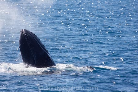 Animal;Animals;australia;australian;blow-hole;blow-holes;blow_hole;blow_holes;blowhole;blowholes;breach;breaches;breaching;Cetacean;Cetaceans;Coast;harvey;head;heads;hervey-bay;humpback;Humpback-Whale;humpbacks;jump;jumping;Marine-life;Marine-mammal;Marine-mammals;Megaptera-novaeangliae;mouth;mouths;Nature;ocean;oceans;pacific-ocean;Power;queensland;Sea;Sea-mammal;Sea-mammals;seas;splash;splashes;splashing;spray;sprays;tasman-sea;Water;Whale;whale-watch;whale-watchers;whale-watching;whale_watch;whale_watchers;whale_watching;Whales