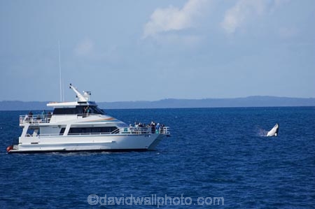 Animal;Animals;australia;australian;boat;boats;breach;breaches;breaching;calf;calves;Cetacean;Cetaceans;Coast;harvey;head;hervey-bay;humpback;Humpback-Whale;humpbacks;jump;jumping;Marine-life;Marine-mammal;Marine-mammals;Megaptera-novaeangliae;Nature;ocean;oceans;pacific-ocean;Power;queensland;Sea;Sea-mammal;Sea-mammals;seas;splash;splashes;splashing;tasman-sea;tourism;tourists;travel;view;Water;Whale;whale-watch;whale-watchers;whale-watching;whale_watch;whale_watchers;whale_watching;Whales;whalesong