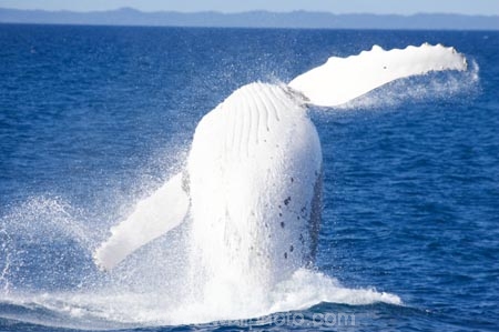 Animal;Animals;australia;australian;big;breach;breaches;breaching;Cetacean;Cetaceans;Coast;fin;fins;flipper;flippers;giant;gigantic;harvey;head;heads;hervey-bay;huge;humpback;Humpback-Whale;humpbacks;jump;jumping;Marine-life;Marine-mammal;Marine-mammals;Megaptera-novaeangliae;Nature;ocean;oceans;pacific-ocean;Power;queensland;Sea;Sea-mammal;Sea-mammals;seas;spectacular;splash;splashes;splashing;spray;sprays;tasman-sea;Water;Whale;whale-watch;whale-watchers;whale-watching;whale_watch;whale_watchers;whale_watching;Whales