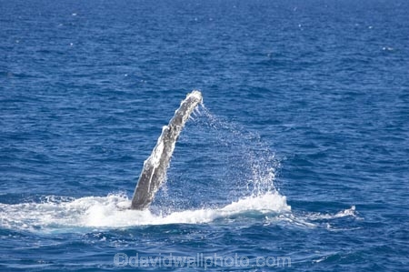 Animal;Animals;australia;australian;big;Cetacean;Cetaceans;Coast;fin;fins;flipper;flippers;giant;gigantic;harvey;hervey-bay;huge;humpback;Humpback-Whale;humpbacks;Marine-life;Marine-mammal;Marine-mammals;Megaptera-novaeangliae;Nature;ocean;oceans;pacific-ocean;Power;queensland;Sea;Sea-mammal;Sea-mammals;seas;spectacular;splash;splashes;splashing;tasman-sea;Water;Whale;whale-watch;whale-watching;whale_watch;whale_watching;Whales